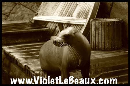 VioletLeBeauxP1010568_1197 copy